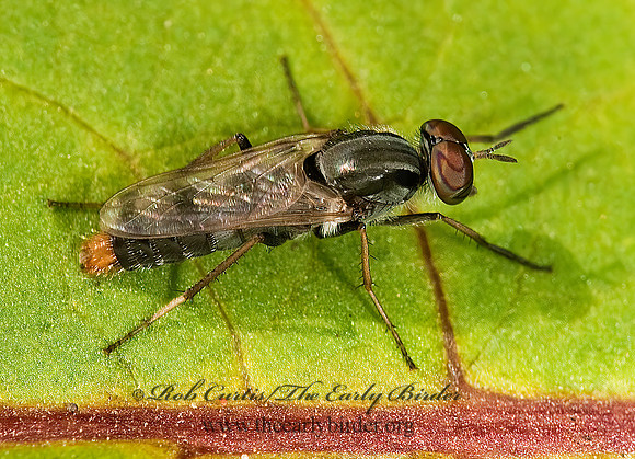 Cyclotelus pictipennis STILETTO FLY 8022907z
