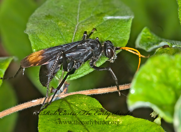 Entypus unifasciatus 6013248z