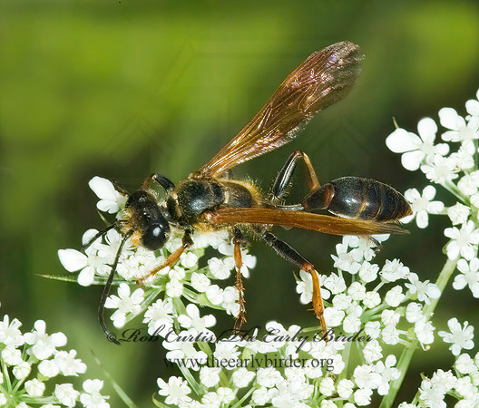 Isodontia elegans 5012735z