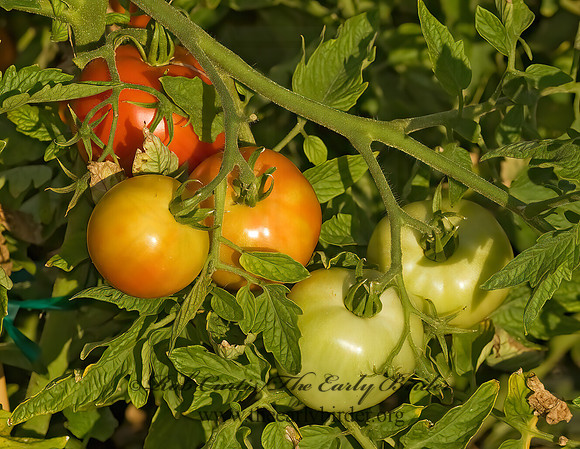 Solanum lycopericum  TOMATO PLANT 5013125 z