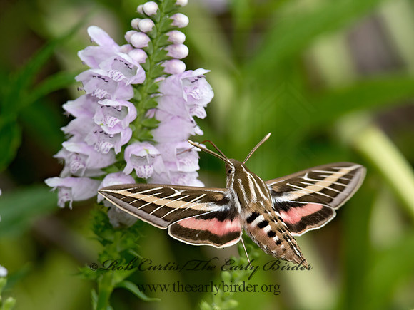 Hyles lineata  WHITE-LINED SPHINX 9014241 z