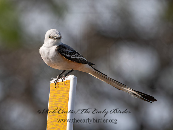 Tyrannus forficatus  SCISSOR-TAILED FLYCATCHER 3032992z