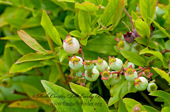 Vaccinium angustifolium  LOW SWEET BLUEBERRY 3013894z