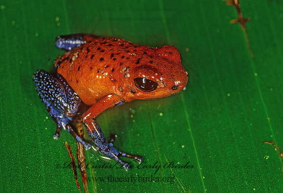 Oophaga pumilio  STRAWBERRY POISON-DART FROG 231945 z