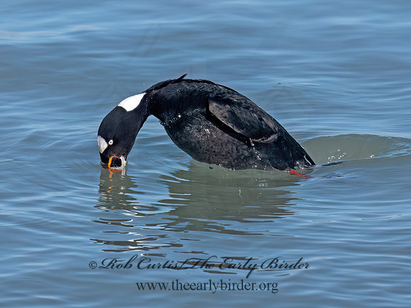 Melanitta perspicillata SURF SCOTER 9093090z