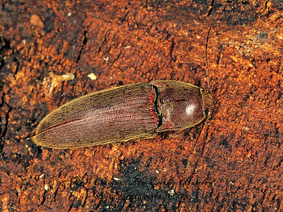 Melanotus 1113318z