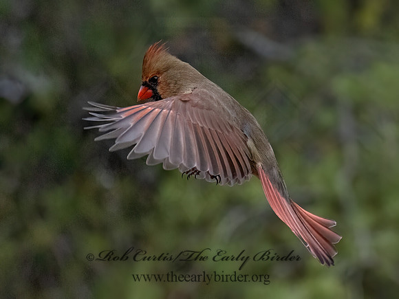 Cardinalis cardinalis NORTHERN CARDINAL 9092885z