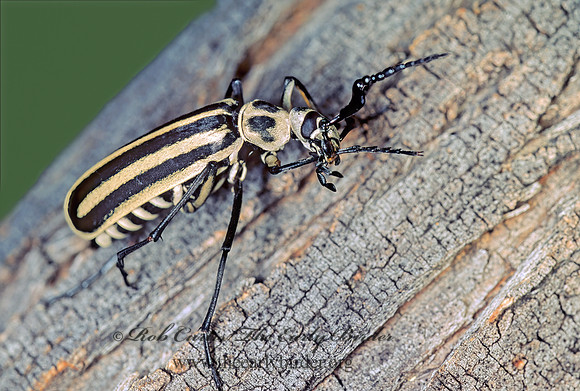 Epicauta atrivittata 72224z