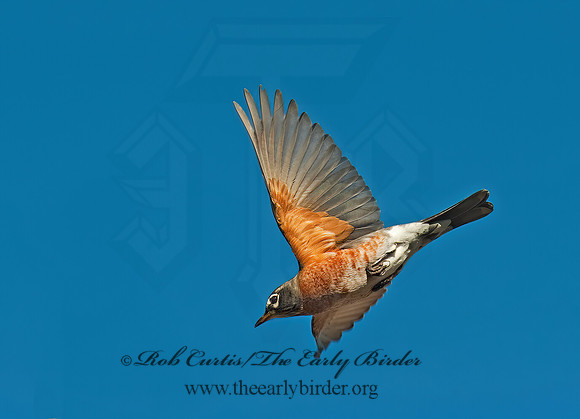 Turdus migratorius  AMERICAN ROBIN 8024463z