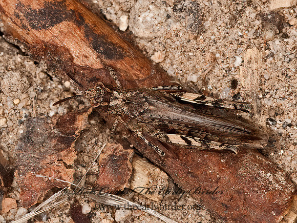 Chimarocephala pacifica  PAINTED MEADOW GRASSHOPPER 8037134z