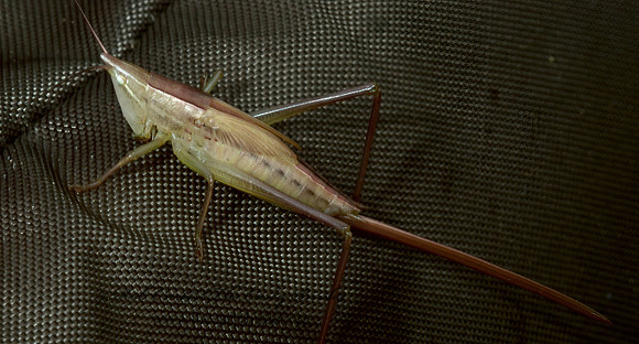 Neoconocephalus nebrascensis 5001244z