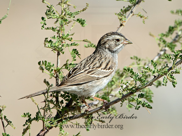 Spizella breweri  BREWER'S SPARROW 9056568z