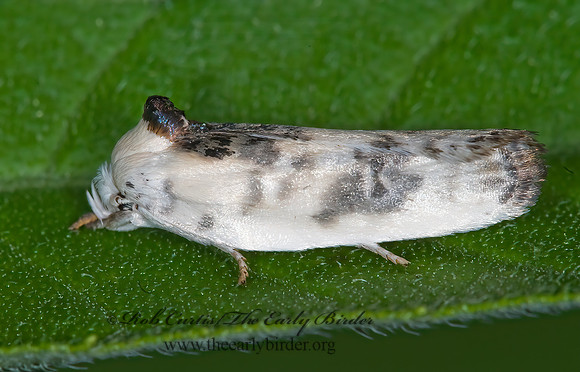 Antaeotricha schlaegeri SCHLAEGER'S FRUITWORM MOTH 6010517z