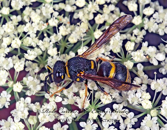 Euodynerus hidalgo 1275018z