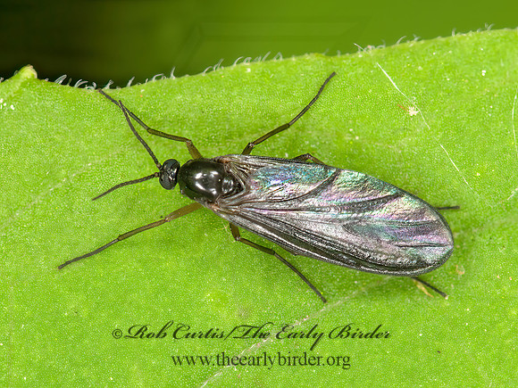Sciaridae DARK-WINGED FUNGUS GNAT  3015420z