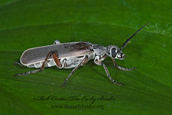 Epicauta nigritarsus 6024922 z