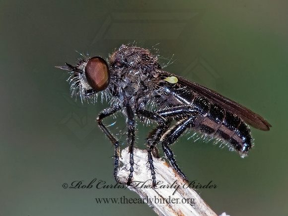 Holopogon sapphirus  STENOPOGONINAE ROBBER FLY 7009882 z