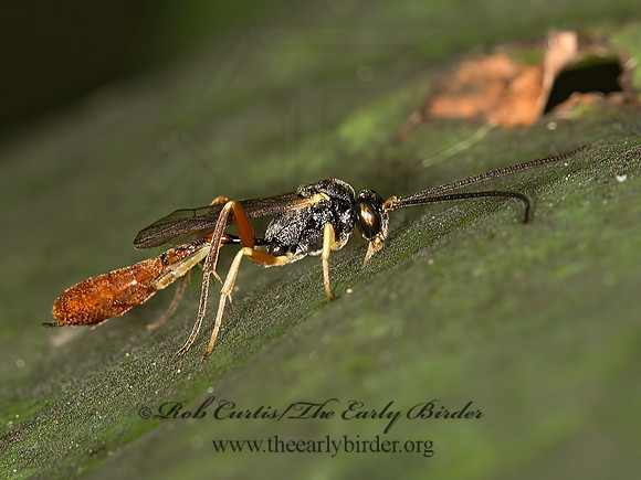 Dusona  CAMPOPLEGINAE ICHNEUMON WASP 9041276z