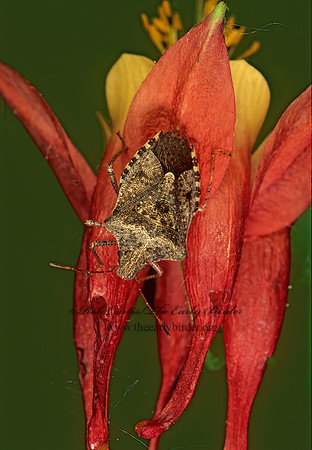 Euschistus servus or tristigmus  BROWN STINKBUG 153914z