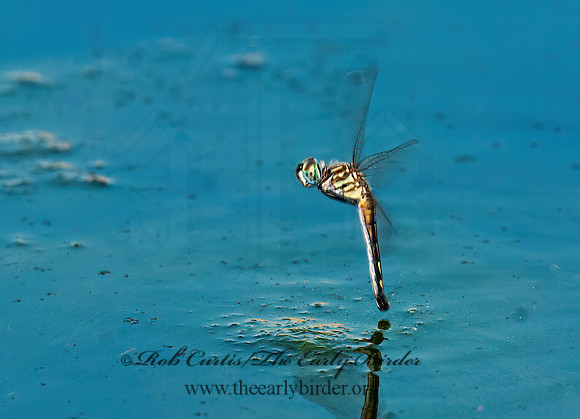 Pachydiplax longipennis BLUE DASHER 3002683z