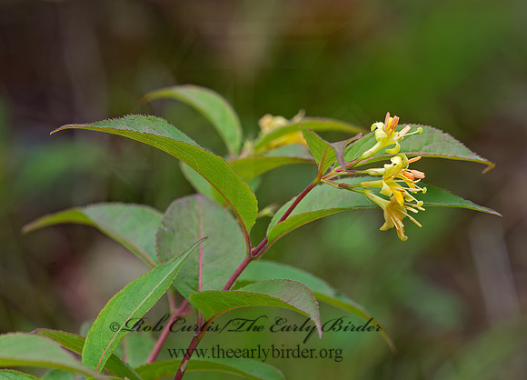 Diervilla lonicera  NORTHERN  BUSH HONEYSUCKLE 9031548z