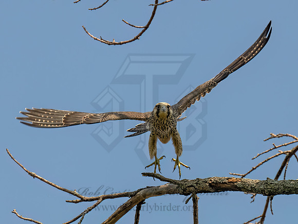 Falco peregrinus PEREGRINE FALCON 9090603z