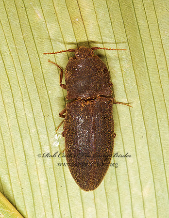 Agrypnus scarrosus 202817z