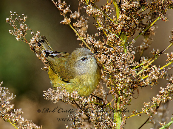 Leiothlypis celata  ORANGE-CROWNED WARBLER 1277112z