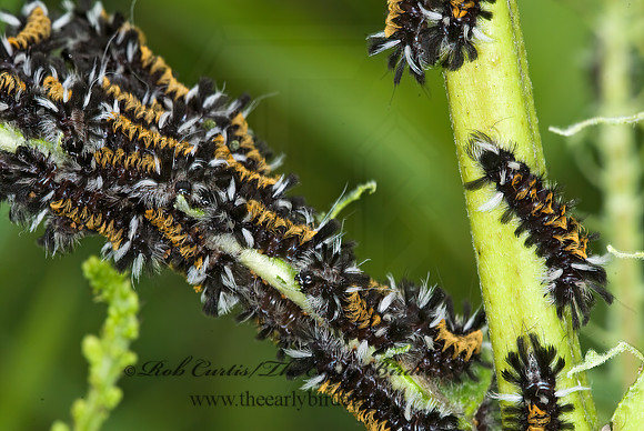 Euchaetes egle MILKWEED TUSSOCK MOTH 6011817z