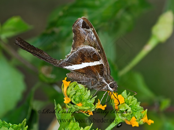 Chioides catillus  WHITE-STRIPED LONGTAIL  7006142z