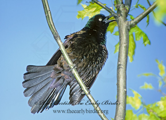 Quiscalus quiscula  COMMON GRACKLE 1272729z