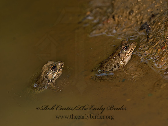 Lithobates clamitans  GREEN FROG 9048718 z