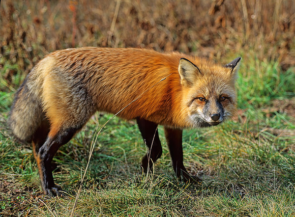 Vulpes vulpes  RED FOX 62322z