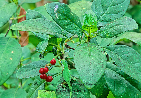 Psychotria punctata  DOTTED WILD COFFEE 247906z
