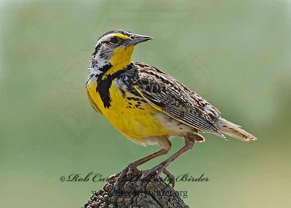 Sturnella neglecta  WESTERN MEADOWLARK 7011333z