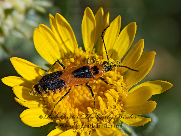 Chauliognathus basalis  COLORADO SOLDIER BEETLE 3025631z