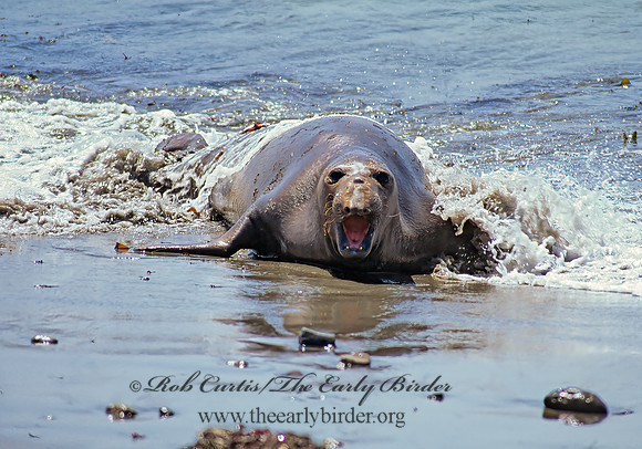 Mirounga angustirostris  NORTHERN ELEPHANT SEAL 111015z