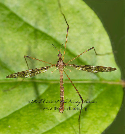 Epiphragma fasciapenne BAND-WINGED CRANE FLY 8014497z