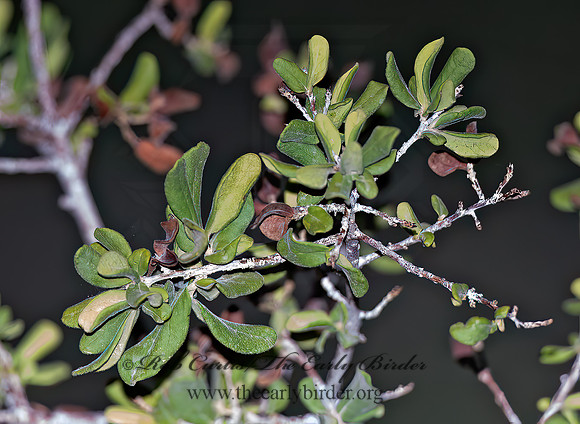 Diospyros texana  TEXAS PERSIMMON 6040565z
