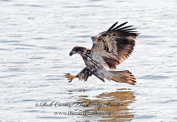 Haliaeetus leucocephalus  BALD EAGLE 8021035z