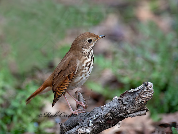 Catharus guttatus  HERMIT THRUSH 8035283z
