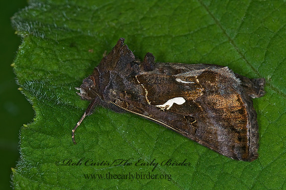 Autographa precationis  COMMON LOOPER MOTH 6008975z