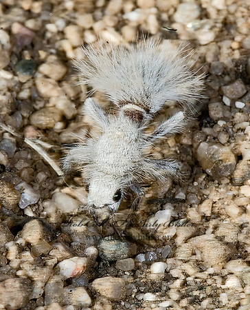 Dasymutilla gloriosa 7007328z