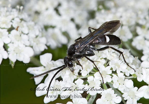 Episyron biguttatus  POMPILINI SPIDER WASP 6010365z