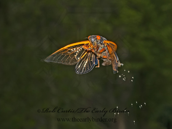 Magicicada cassinii CASSIN'S CICADA 9088984z