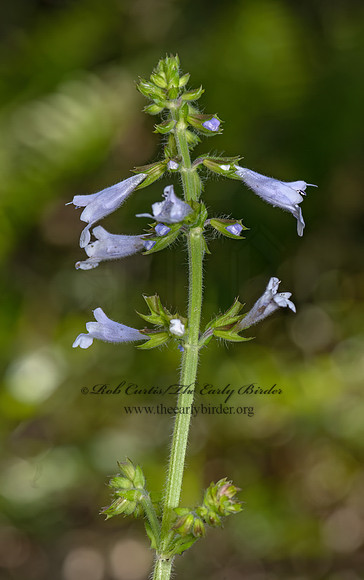 Salvia lyrata  LYRELEAF SAGE 3028232z