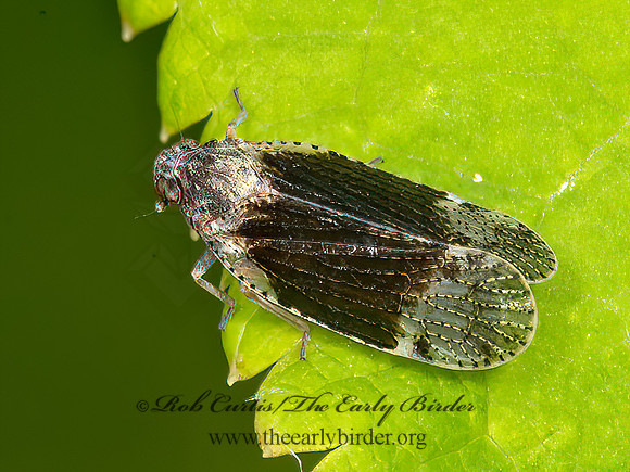 Cixius apicalis  CIXIID PLANTHOPPER 9031575z