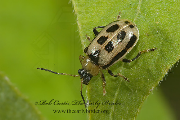 Cerotoma trifurcata 5013722z