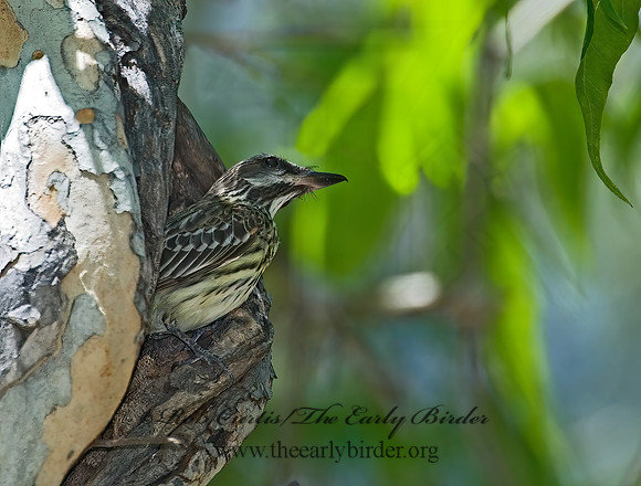 Myiodynastes luteiventris  SULPHUR-BELLIED FLYCATCHER 7007959z