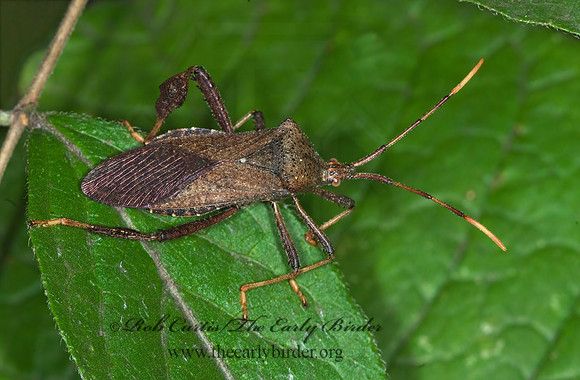 Acanthocephala terminalis 6010916 z